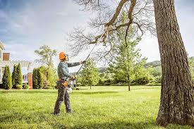 Best Tree Risk Assessment  in Woodstock, VA