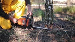 Best Tree Disease Treatment  in Woodstock, VA