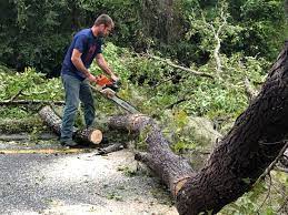 Best Stump Grinding and Removal  in Woodstock, VA